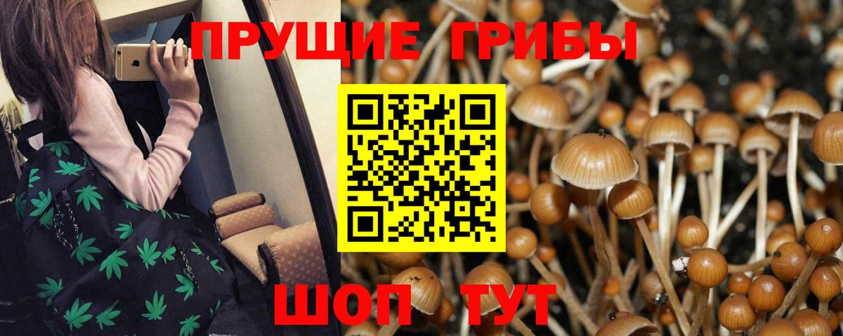 Кореновск  Псилоцибиновые грибы MAGIC MUSHROOMS  Псилоцибиновые грибы мицелий  Вход с VPN 